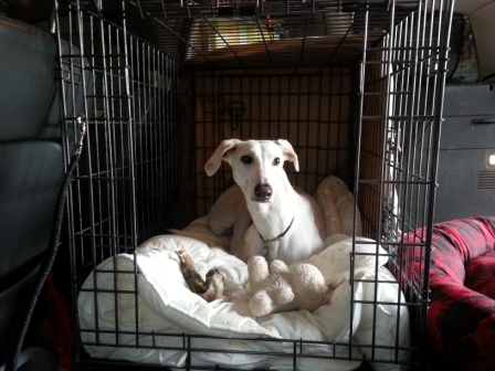 View of Crate and Relaxation Training for Dogs and Puppies | Ely Secure Dog ...