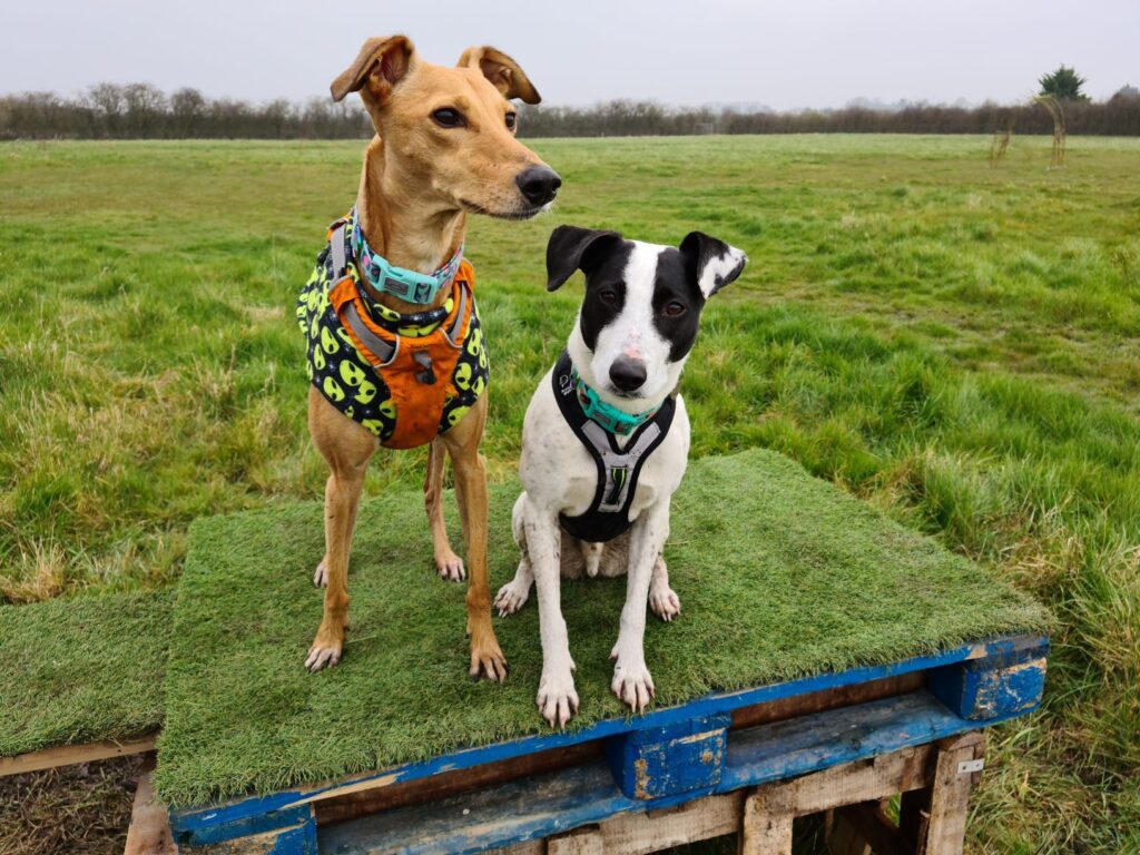Ely Secure Dog Activity Fields