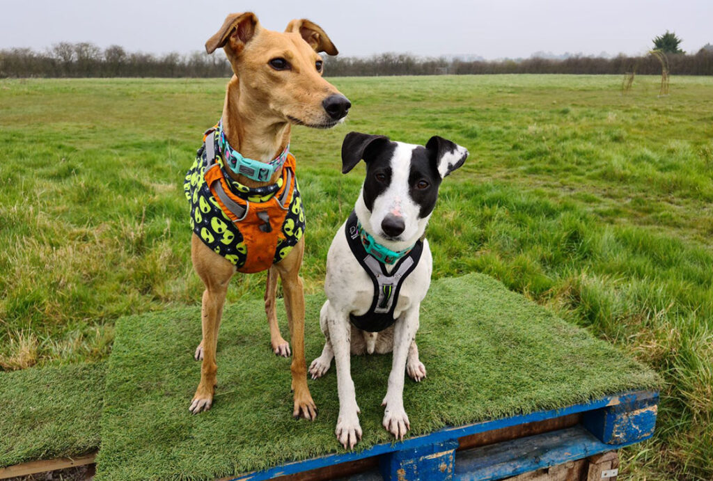 Ely Secure Dog Activity Fields