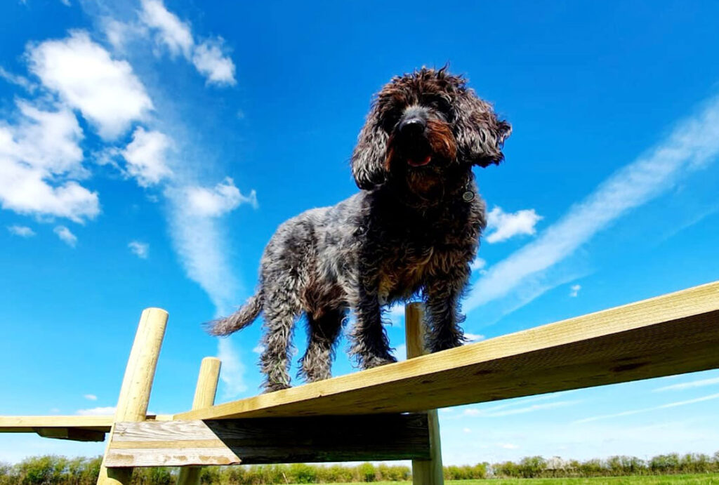 Ely Secure Dog Activity Fields
